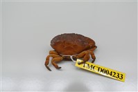 藏品(平額石扇蟹)的圖片